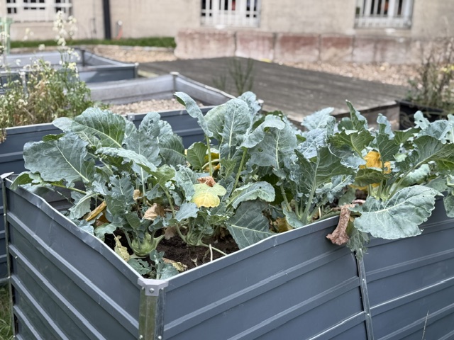 kohl2