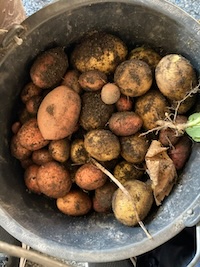 kartoffeln1