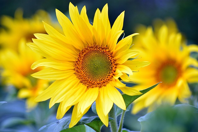 sunflowers 8351807 640